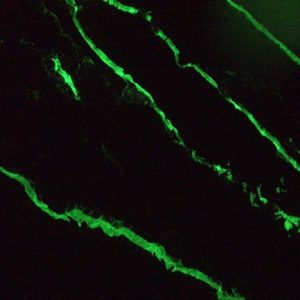 Figure 4. MUB0326P immunofluorescence staining of epithelial tissues in a 2 days old zebrafish embryo.